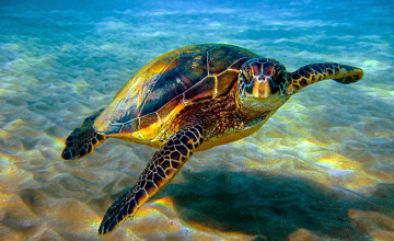 Honu Wallpapers