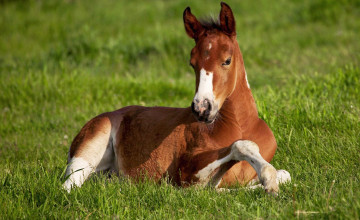 Horse and Foal Wallpapers