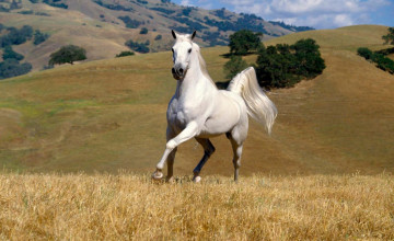 Horse Backgrounds Wallpapers