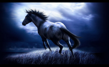Horse HD Wallpaper 1600x900