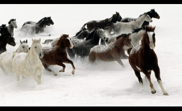 Horse in Snow Desktop