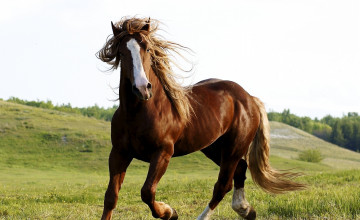 Horse Pictures for