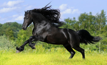Horse Screensavers and Wallpapers