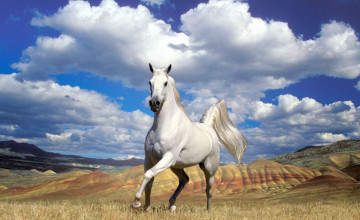 Horse Wallpapers Download