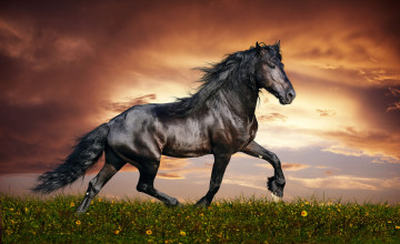 Horse Wallpapers Free Download