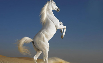 Horse Wallpapers Images