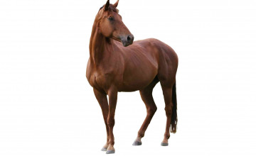 Horse With White Backgrounds