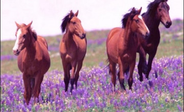 Horses in Springtime Wallpaper