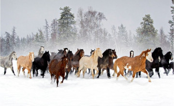 Horses in Winter Wallpapers