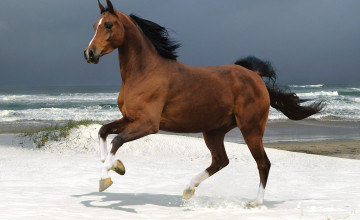 Horses on Beach Wallpaper
