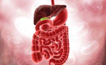Human Digestive System Wallpapers