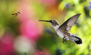 Hummingbird Images