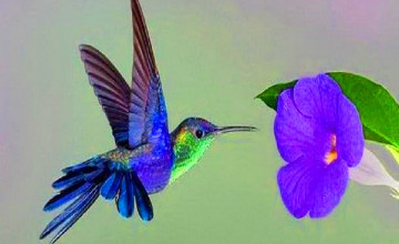 Hummingbird Wallpapers