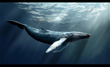 Humpback Whale Desktop