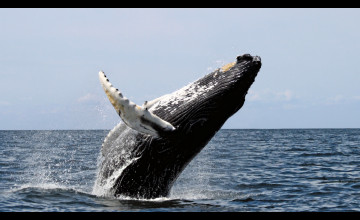 Humpback Whale HD