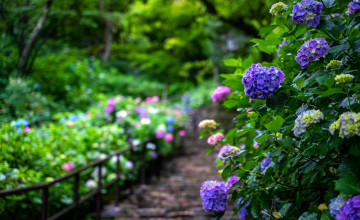 Hydrangea Garden