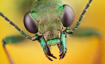 Insect Wallpapers