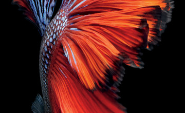 iPhone 6s Betta Fish Wallpapers