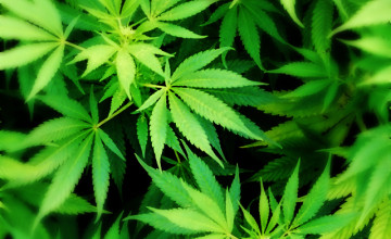 iPhone Marijuana HD