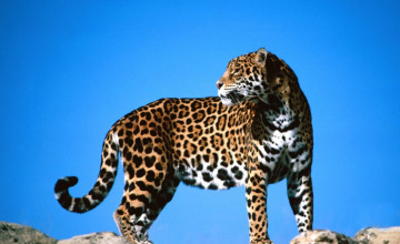 Jaguares Wallpapers