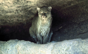 Jaguarundi Wallpapers