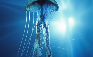 Jelly Fish Wallpapers