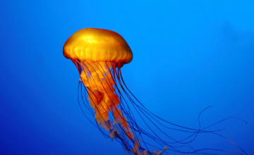 Jellyfish HD Wallpaper