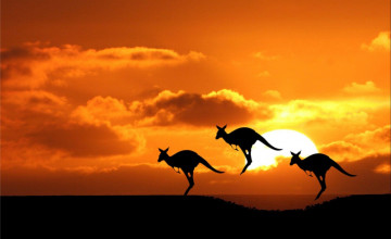 Kangaroo Wallpapers
