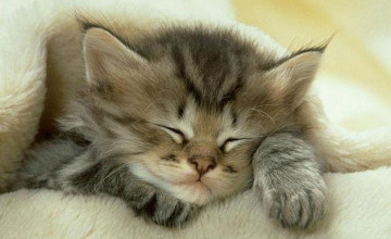 Kitten Images Wallpaper