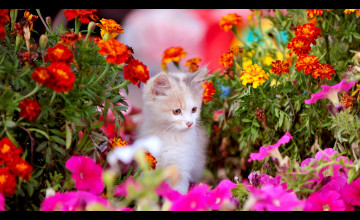 Kitten Spring