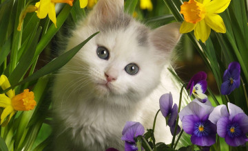 Kittens and Flowers Wallpapers