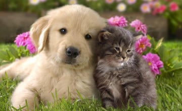 Kittens and Puppies Wallpaper Desktop