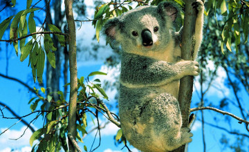 Koala Bear Wallpaper for Desktop