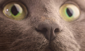 Korat Wallpapers