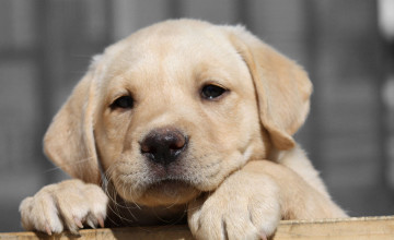 Labrador Wallpapers