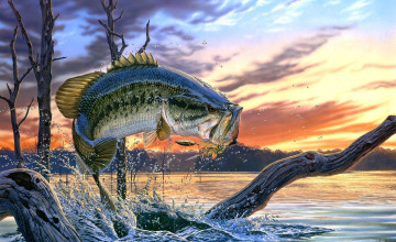 Largemouth Bass Pictures Wallpaper