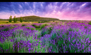 Lavender Fields Wallpapers