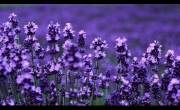 Lavender Wallpapers HD