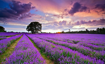 Lavender Wallpapers