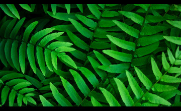 Leaf Wallpapers