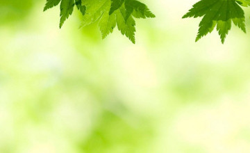 Leaves Iphone Wallpapers