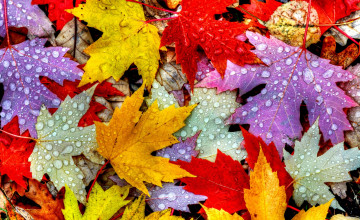 Leaves Wallpapers