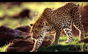 Leopard Pictures