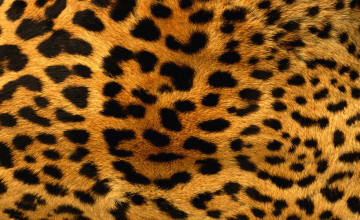 Leopard Print Backgrounds Wallpapers