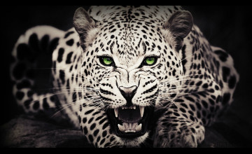 Leopard Wallpapers for Laptop