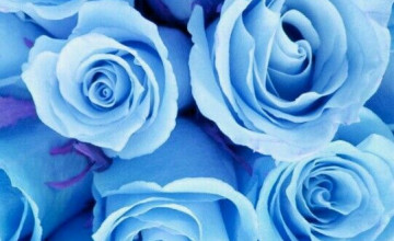 Light Blue Roses Wallpapers