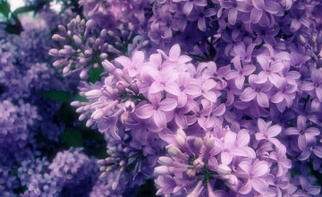 Lilac Pictures