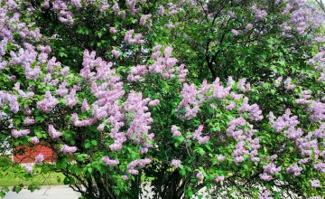 Lilac Tree Wallpaper