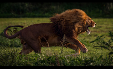 Lion 4k Wallpapers