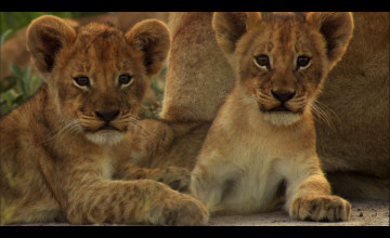 Lion Cub Wallpapers
